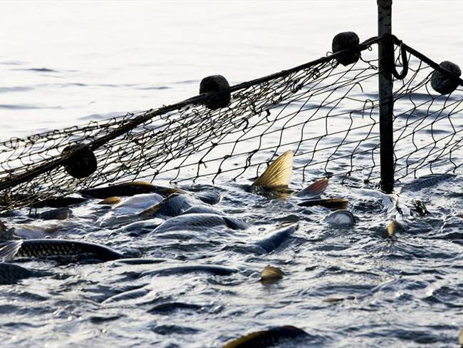 Su director Ali Tabrizi dijo en La W que el plástico que se ve en el océano proviene de la industria pesquera. . Foto: Getty Images