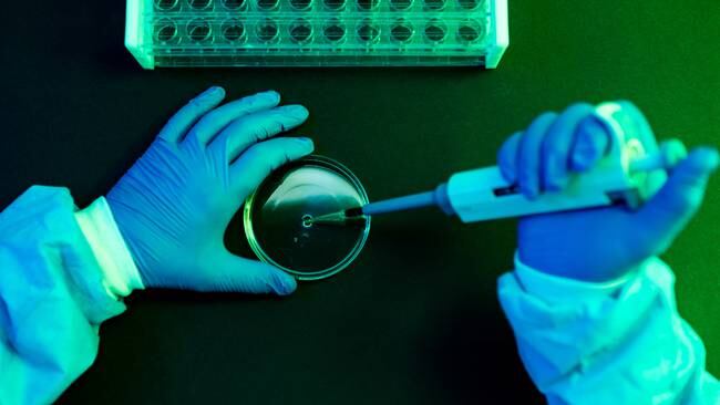 Aerial view of the hands of a scientist pouring fluid with the pipette into a petri dish in a laboratory with a green atmosphere. Photo: Getty Images