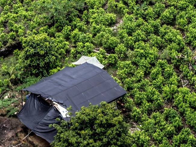 los cultivos de coca en Colombia se redujeron en 2020 a 143.000 hectáreas, un 7 % menos que el área sembrada en 2019.. Foto: Colprensa - Diego Pineda