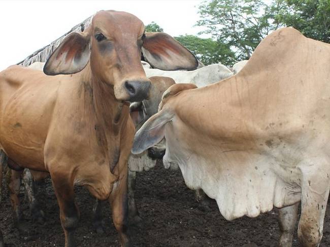 Se busca favorecer la condición inmunológica de las especies bovina y bufalina que se encuentran en zona de frontera. Foto: Colprensa