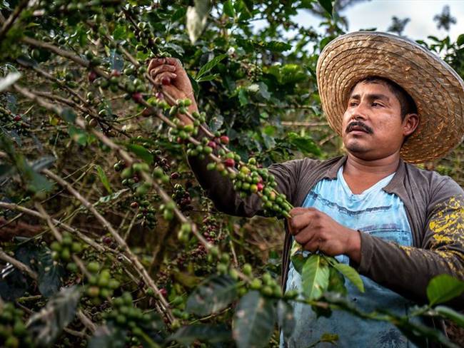 Producción de café en Colombia. Foto: Colprensa