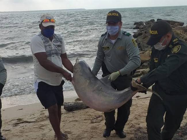 Hallan delfín muerto en el municipio de San Antero. Foto: Cortesía