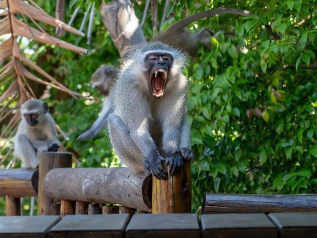 Foto de referencia de un mono en la India. Foto: Getty Images/Anton_Herrington