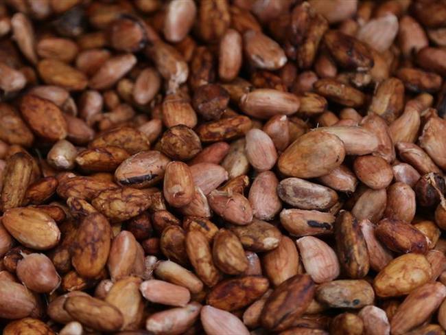 Esperan diseñar un seguro agropecuario para los cacaoteros del país. Foto: Colprensa
