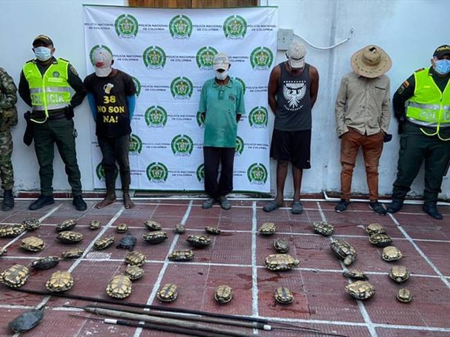 Incrementa el tráfico ilegal de iguanas y tortugas en el Magdalena . Foto: Corpamag