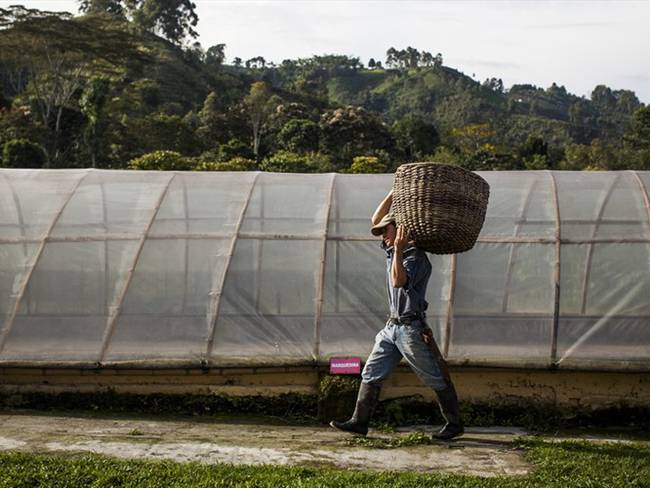 Mónica Guevara denuncia que no ha podido asegurar sus cultivos por falta de dinero en el seguro agrícola. Foto: Getty Images / MODOC STORIES