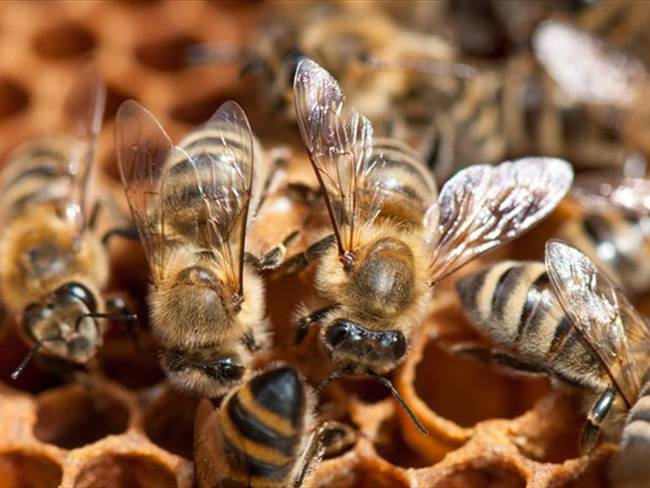 Según Bomberos, retirar las abejas no ha sido fácil por su alto grado de agresividad.. Foto: Getty Images