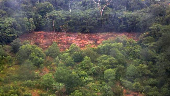 Cae red señalada de deforestar la Serranía de la Macarena. Foto: Cortesía Fiscalía General de la Nación