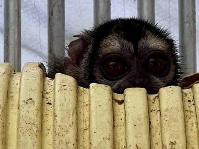 En el lugar fueron rescatados 108 primates que eran sometidos a experimentos. Foto: Fiscalía. 