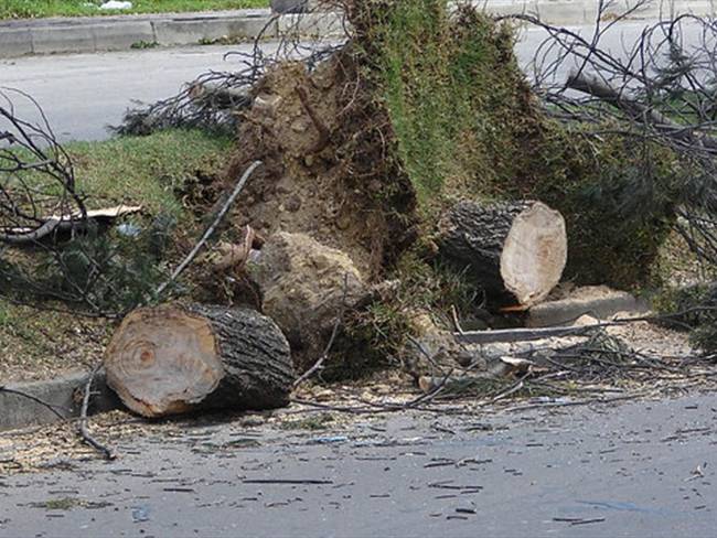 Distrito denuncia a falsos tramitadores de tala de árboles ante Fiscalía. Foto: Colprensa