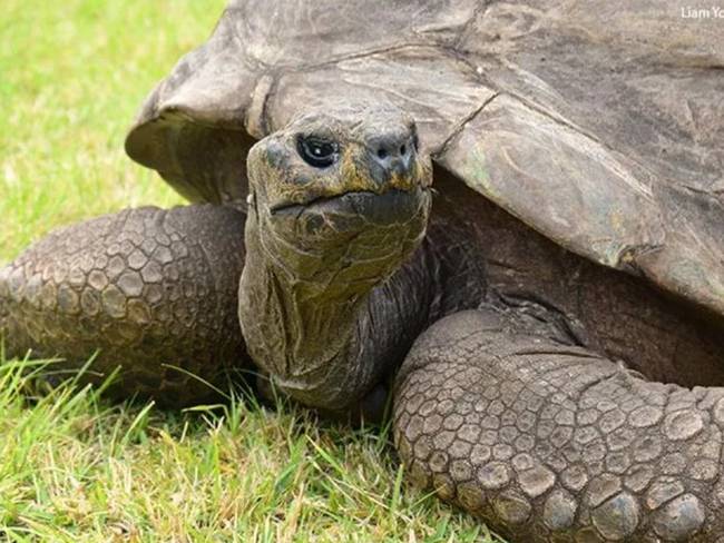 Un Guinness World Récords para Jonathan, la tortuga más vieja del mundo