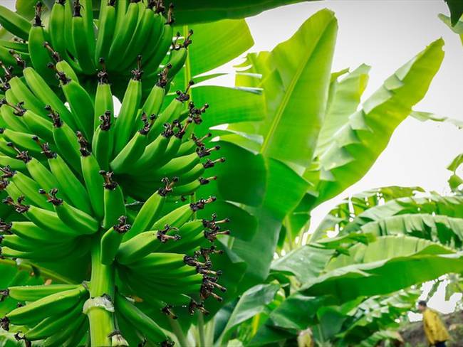 Avanza contención del Fusarium Raza 4 Tropical que afecta la plantaciones de banano. Foto: Colprensa
