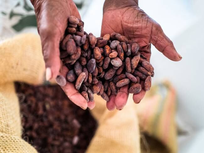 Producción de cacao. Foto de referencia: Getty Images.