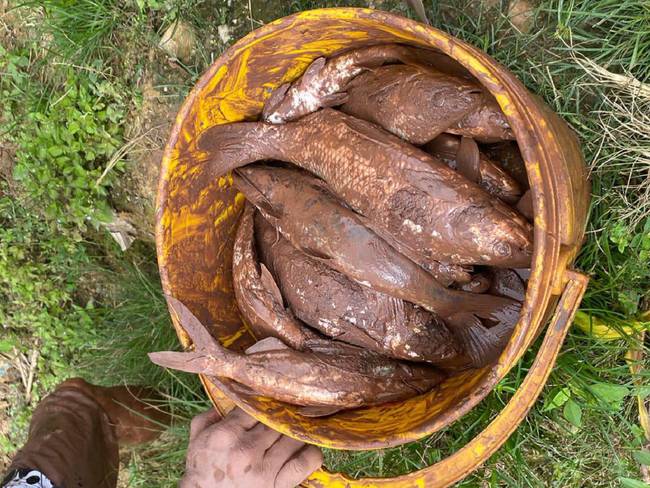 Alerta por mortandad de peces en el río Tarra- Cortesía 