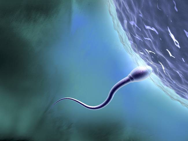 Espermatozoide imagen de referencia. Foto: Getty Images