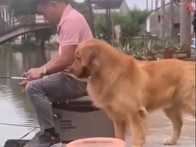 Video: El momento en que un perro devuelve el pez que su dueño sacó de un lago. Foto: pantallazo video redes sociales.