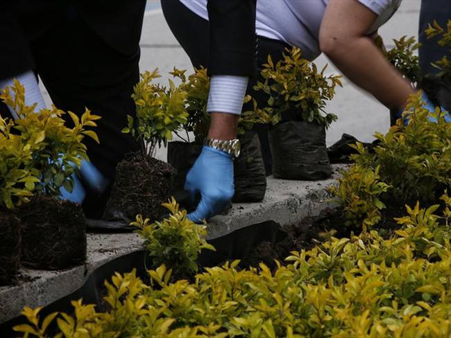 La campaña #JBBYoQuieroMiÁrbolEn invita a la ciudadanía a plantar árboles en Bogotá. Foto: Colprensa