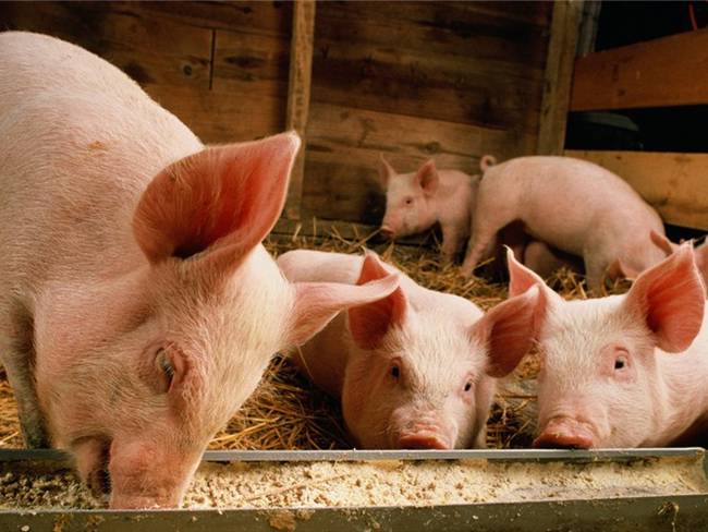 Alerta en el ICA por confirmación de peste porcina africana en República Dominicana. Foto: Getty Images