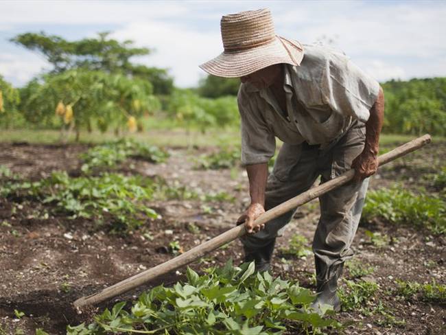 Minagricultura alerta a campesinos por estafadores en el sector . Foto: Colprensa