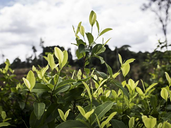 Imagen de referencia de cultivos de coca. Foto: Getty Images.