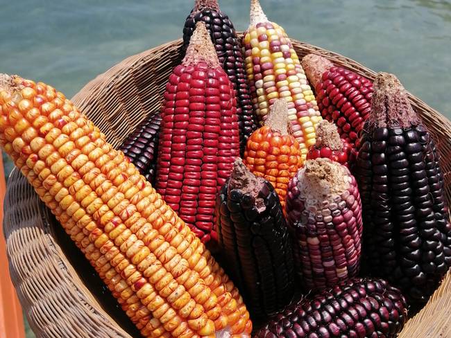 CARIACO: la empresa que enaltece la riqueza del maíz en la gastronomía colombiana