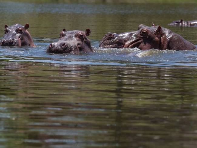 Estos animales se han consolidado como una especie invasora que amenaza con extenderse a lo largo del río Magdalena, poniendo en riesgo el equilibrio del ecosistema. Foto: Getty Images