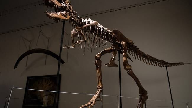 El esqueleto del Gorgosaurus que fue subastado. Foto: Alexi Rosenfeld/Getty Images
