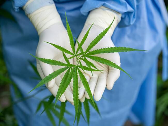 ¿En vilo la industria del Cannabis en Colombia?