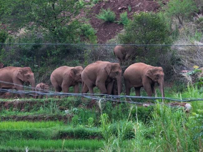El grupo de elefantes abandonó hace 16 meses su hogar en el sur, cerca de la frontera con Laos.. Foto: VCG/VCG via Getty Images
