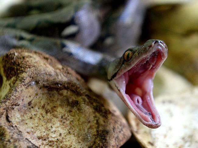 La serpiente fue hallada en el domicilio de la víctima/ Imagen de referencia. Foto: Getty Images