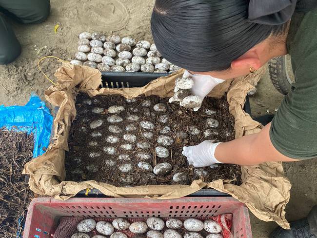 Policía del Magdalena encontró más de mil huevos de babilla que fueron abandonados