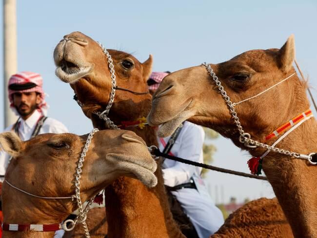 ¿Cómo cuidan a los camellos en Qatar?