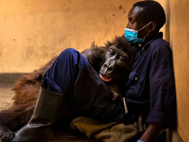 Ndakasi, la gorila que se hizo famosa por posar en una selfie con su cuidador, murió a sus 14 años . Foto: Brent Stirton/Getty Images