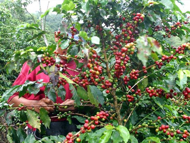 Minagricultura anunció medidas financieras para apoyar a productores de café. Foto: Colprensa
