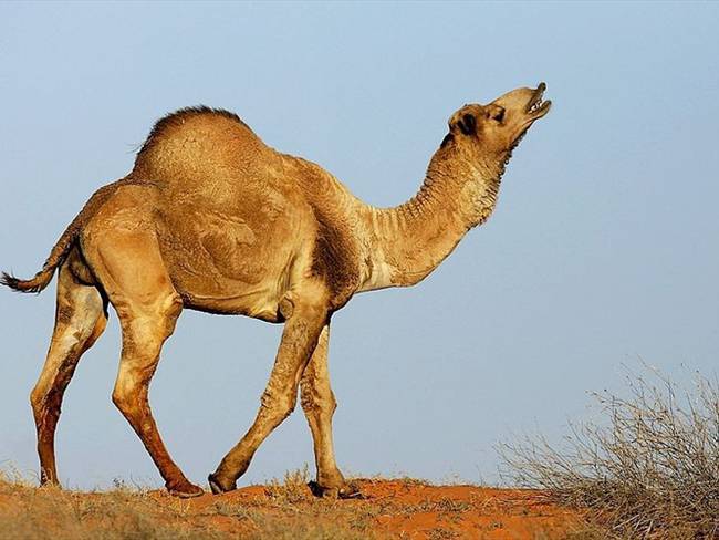 Los 5000 camellos que fueron sacrificados en Australia . Foto: Getty Images