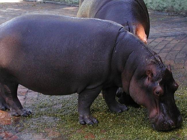 En 1981, Pablo Escobar trajo cuatro hipopótamos a Hacienda Nápoles. Con el tiempo se expandieron y ahora hay más de 80 en Colombia. Foto: Colprensa / ARCHIVO