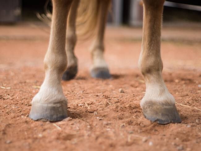 Imagen de referencia de caballo. Foto: Getty Images.
