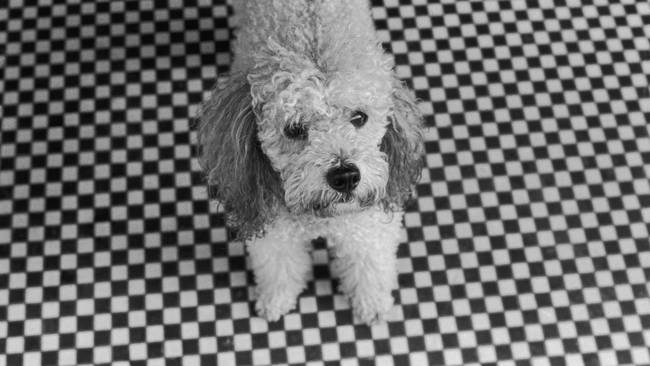 FRANCE - CIRCA 1900:  Dog, in Paris, France - A Paris poodle on a floor of black and white squares.  (Photo by Francois LE DIASCORN/Gamma-Rapho via Getty Images)