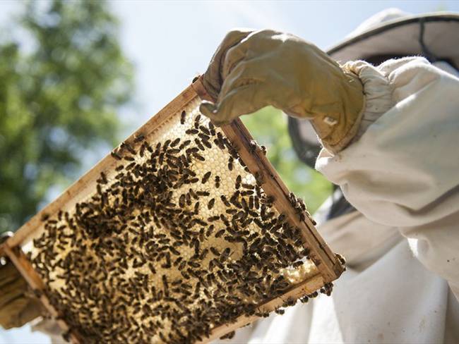 Crean superalimento que protege a las abejas de efectos subletales de pesticidas