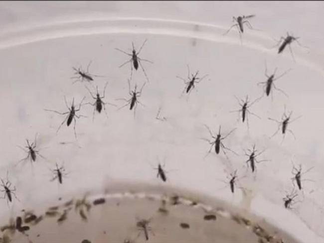 Para enfrentar al dengue, el Alcalde de Cartagena anunció la &quot;vacunación a mosquitos&quot; a través de un método que se viene aplicando en Cali y Medellín, y en otros países del mundo. Foto: Suministrada.(Thot)