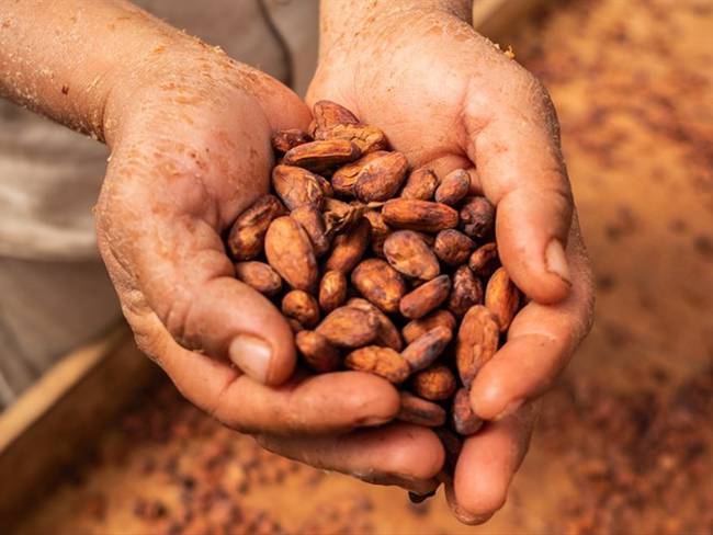 Fedecacao se suma a la preocupación por posible incremento del IVA en chocolate y café