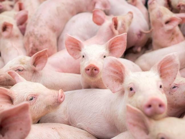 Colombia refuerza medidas para mitigar riesgo por presencia de peste porcina africana. Foto: Getty Images