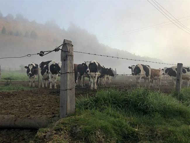 Al finalizar el mes de enero, el secretario de Agricultura de Boyacá, Luis Gerardo Arias, reveló que 37.000 hectáreas resultaron afectadas.. Foto: La W