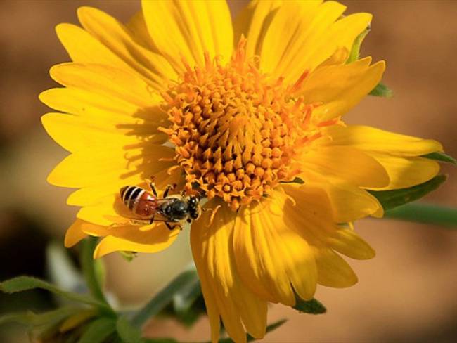 Fallo ordena a autoridades ambientales crear mesa para proteger a las abejas. Foto: Getty Images