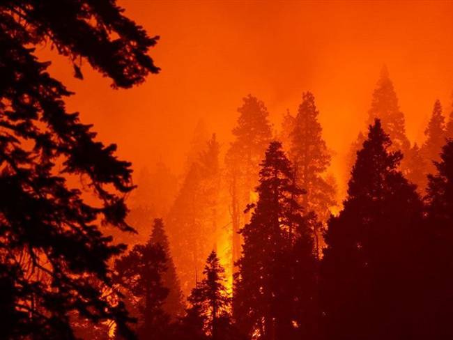 Millones de dólares en pérdidas han calculado las autoridades por los incendios en Estados Unidos. Foto: Getty Images.