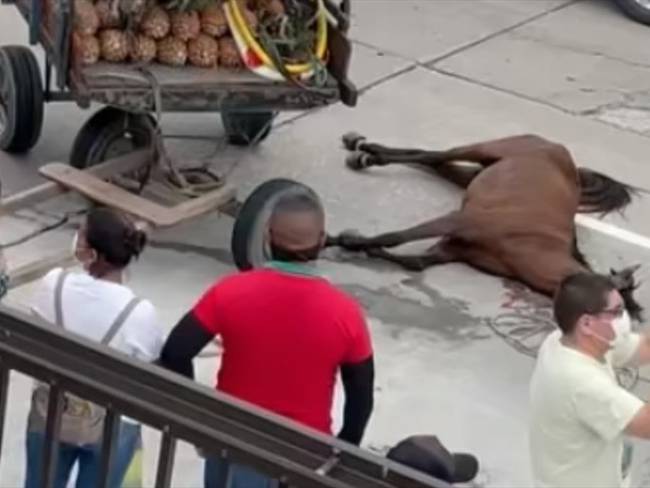 Video de hombres intentando reanimar a un caballo con cerveza y golpes genera indignación. Foto: Instagram Diva Jessurum @divajessurum