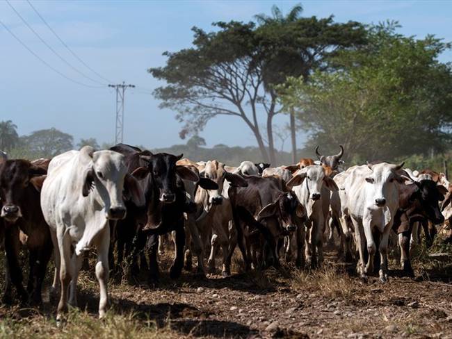 Tras informe de Contraloría, piden nueva adjudicación de recursos parafiscales del ganado. Foto: Getty Images