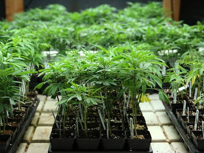 No habrá ningún tipo de restricción para la compra de marihuana en Canadá