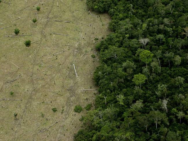 Expertos hablan sobre la deforestación en Colombia que continúa creciendo de manera alarmante.. Foto: Getty Images