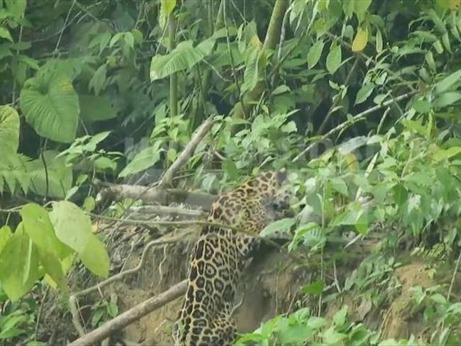El avistamiento de un jaguar en un río chocoano. Foto: Captura de pantalla